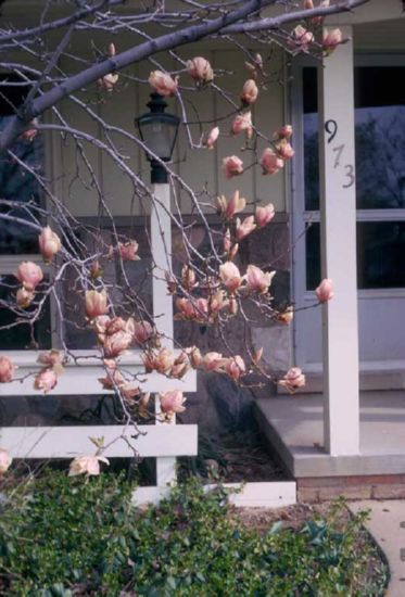  tree, spring 1974